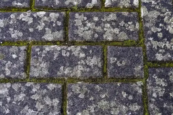 pavers-with-moss-photo